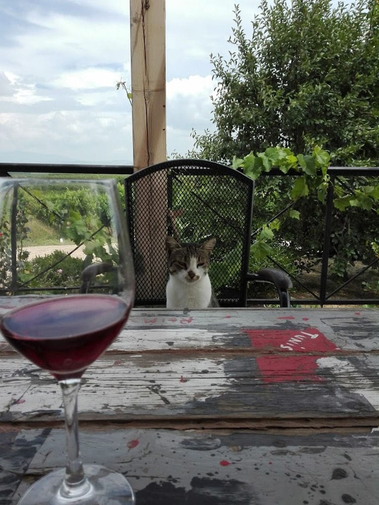 a glass of red wine in the background of a cat sitting on the chair at 'Domaine Karanika' winery